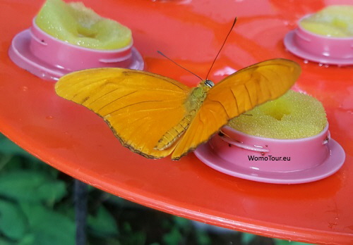 Schmetterlinge12 W