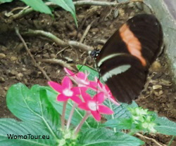 Schmetterlinge32 250